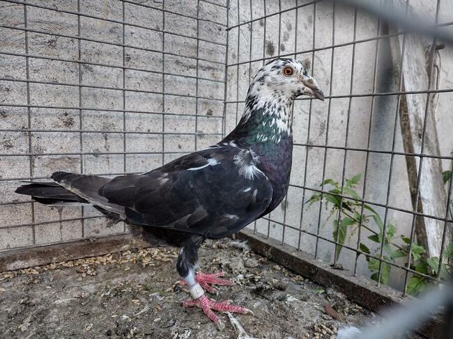 Gołębie Tygrysy Mulemansy Czarne Wysyłka