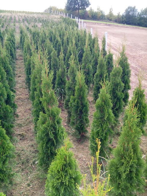 Tuja szmaragd szmaragdowa tuje thuja smaragd