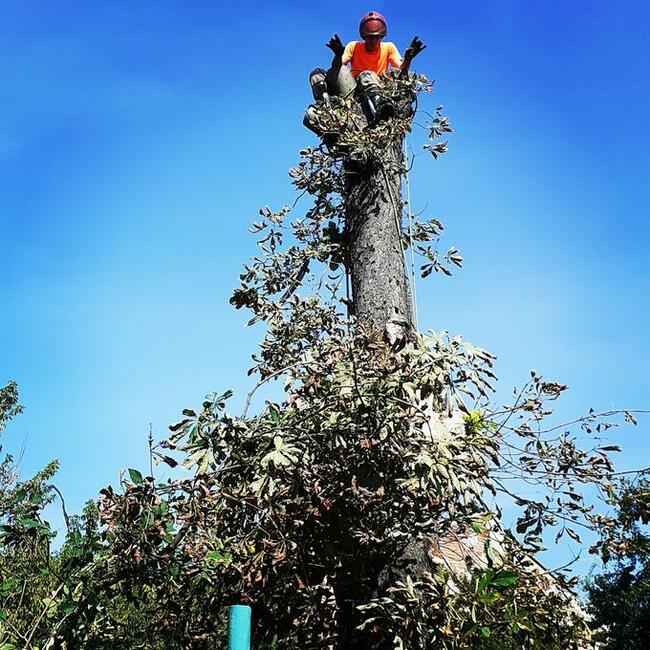 Wycinka drzew trudnych