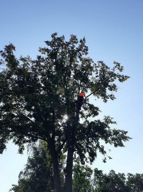 Wycinka drzew trudnych