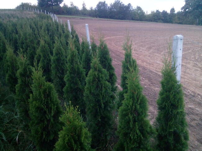 Tuja szmaragd szmaragdowa tuje thuja smaragd