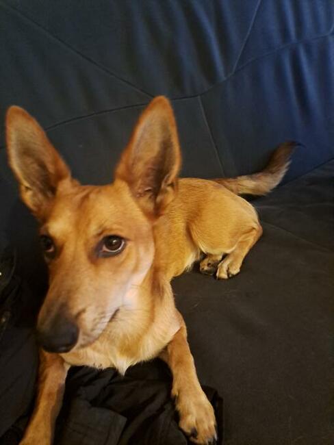 OPIEKA DLA ZWIERZĄT ŁÓDŹ całodobowa