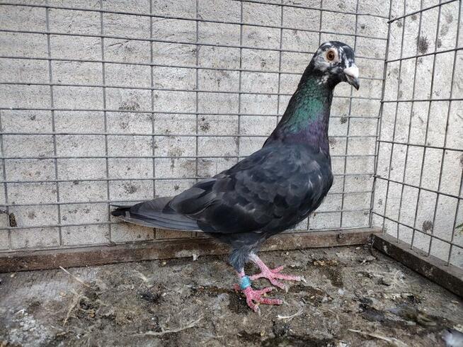 Gołębie Tygrysy Mulemansy Czarne Wysyłka