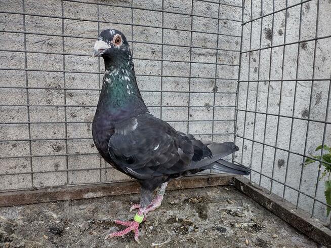 Gołębie Tygrysy Mulemansy Czarne Wysyłka