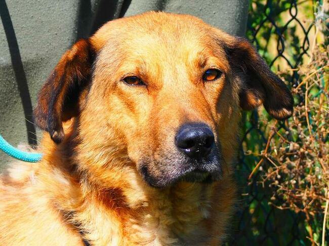 NEMO mądry ułożony psiak marzy o kochającym domu