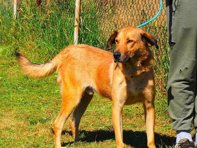 Kochany bezproblemowy psiak szuka PILNIE wspaniałego domu
