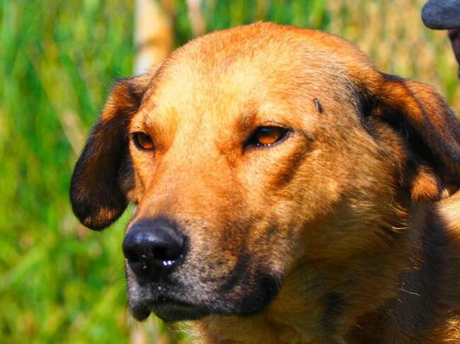 NEMO mądry ułożony psiak marzy o kochającym domu