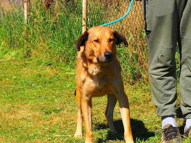 NEMO mądry ułożony psiak marzy o kochającym domu