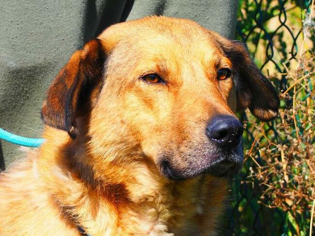 NEMO mądry ułożony psiak marzy o kochającym domu