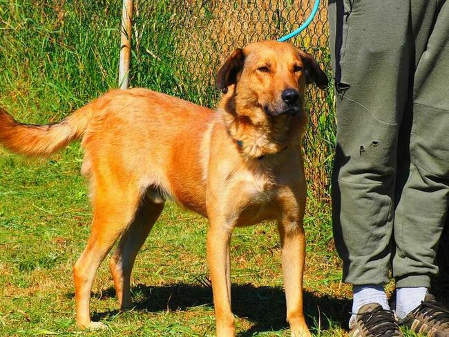 NEMO mądry ułożony psiak marzy o kochającym domu