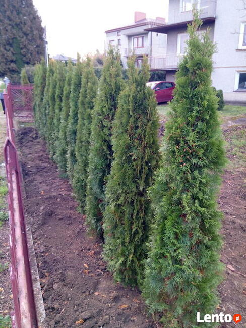 tuja tuje szmaragd 50,100,110,120,130,140,150,160,180,200cm