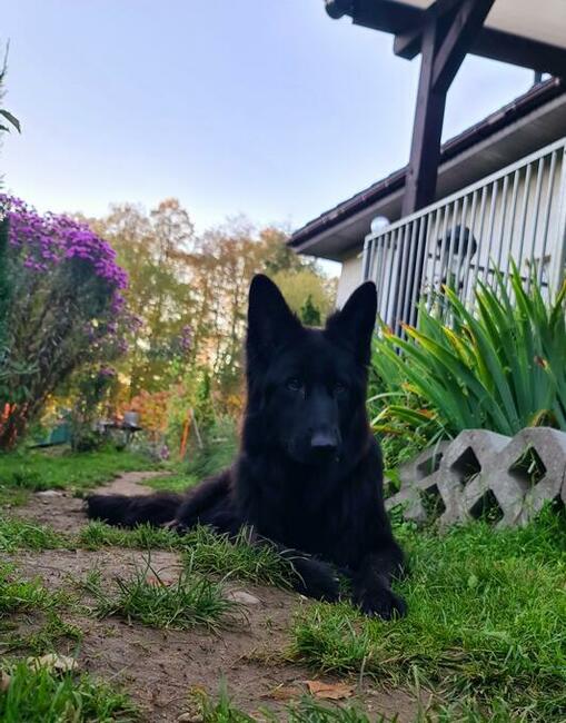 Owczarki niemieckie długowłose czarne