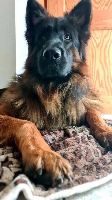 Owczarki niemieckie długowłose czarne