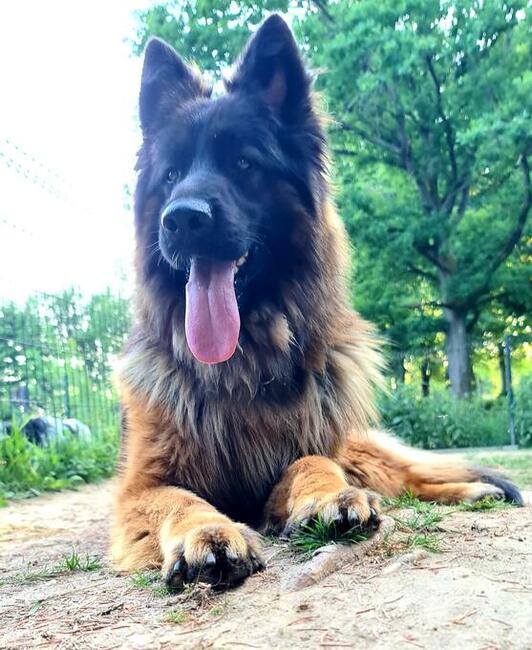 Owczarki niemieckie długowłose czarne