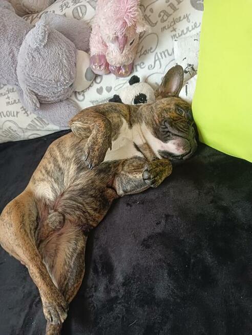 Oddam buldoga francuskiego