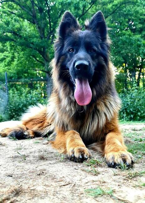 Owczarki niemieckie długowłose czarne