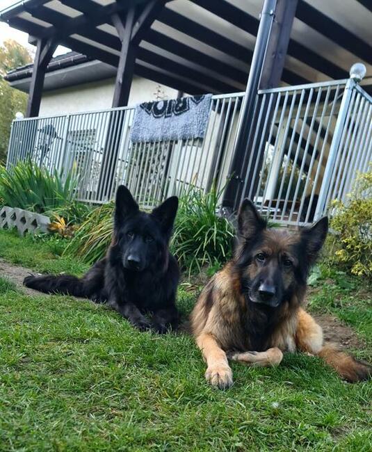 Owczarki niemieckie długowłose czarne