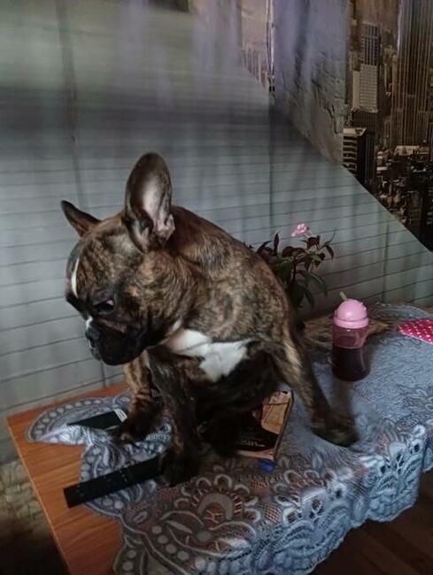 Oddam buldoga francuskiego