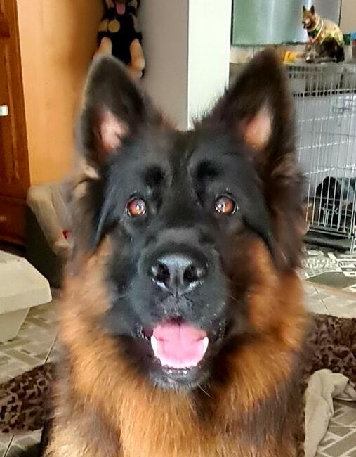 Owczarki niemieckie długowłose czarne