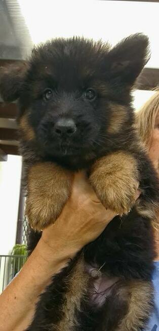 Owczarki niemieckie długowłose czarne