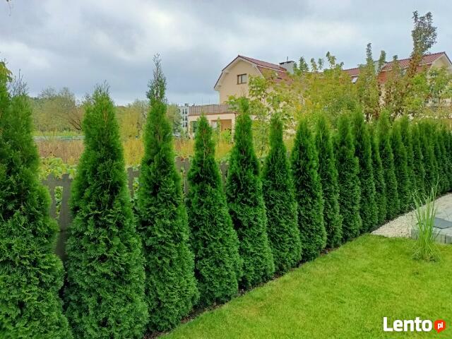 tuja tuje szmaragd 50,100,110,120,130,140,150,160,180,200cm