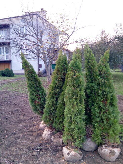 tuja tuje szmaragd 50,100,110,120,130,140,150,160,180,200cm