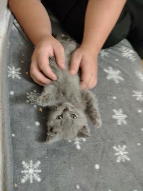 Koty brytyjskie niebieskie!! !Cena do negocjacji!!