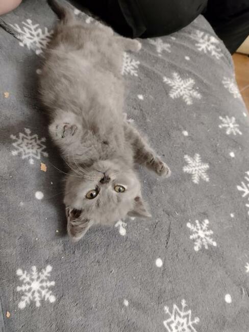 Koty brytyjskie niebieskie!! !Cena do negocjacji!!