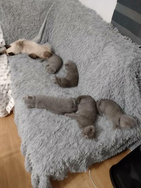 Koty brytyjskie niebieskie!! !Cena do negocjacji!!