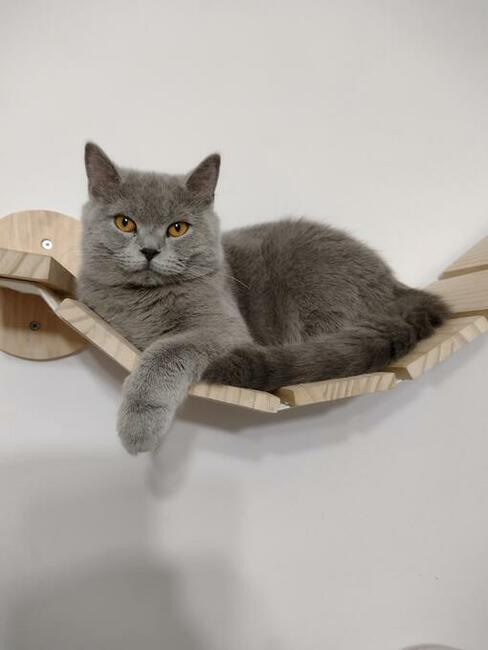 Koty brytyjskie niebieskie!! !Cena do negocjacji!!