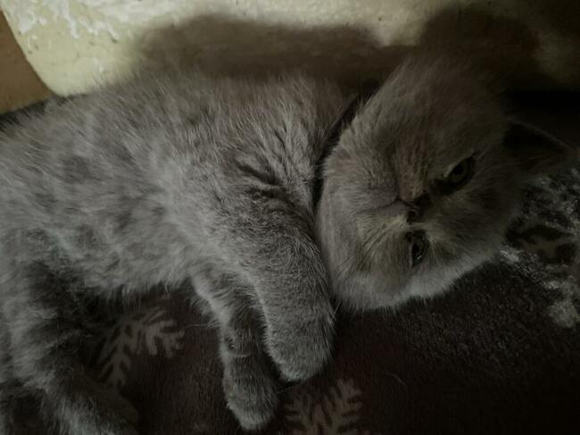 Koty brytyjskie niebieskie!! !Cena do negocjacji!!