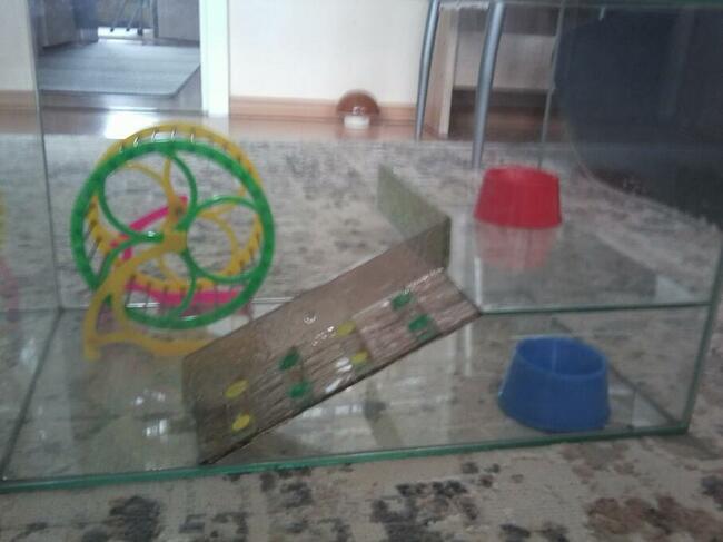 Terrarium Dla Chomika