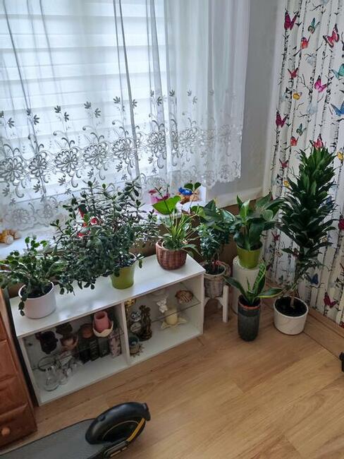 Mieszkanie Kwaterunkowe (Zamienie)