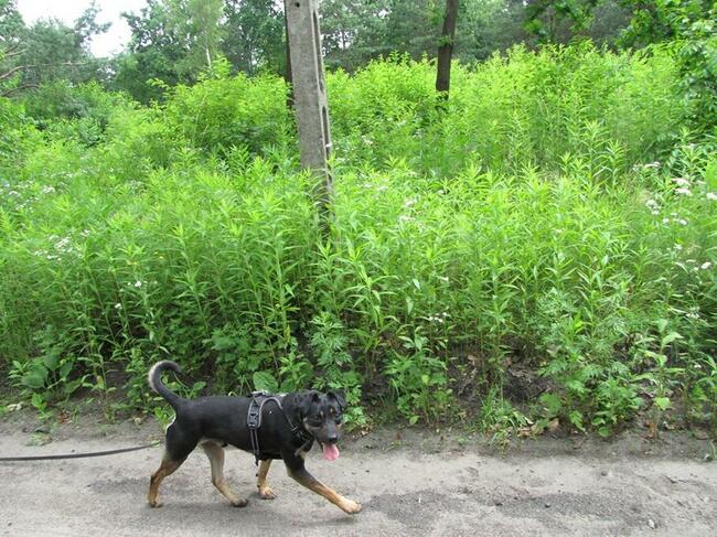 Bzyczek szuka domu !!!