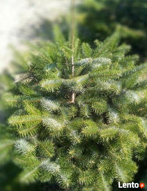 Świerki srebrne i pospolite, choinki