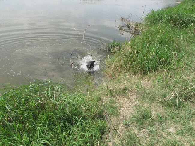 Bzyczek szuka domu !!!