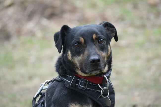 Bzyczek szuka domu !!!