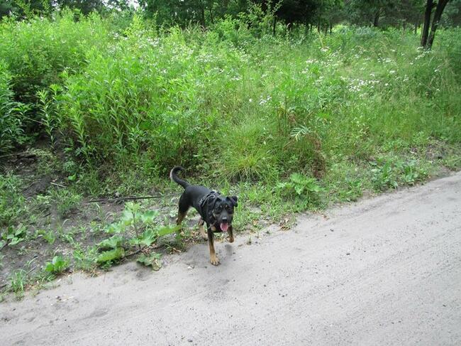 Bzyczek szuka domu !!!