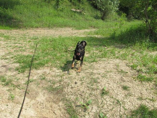 Bzyczek szuka domu !!!