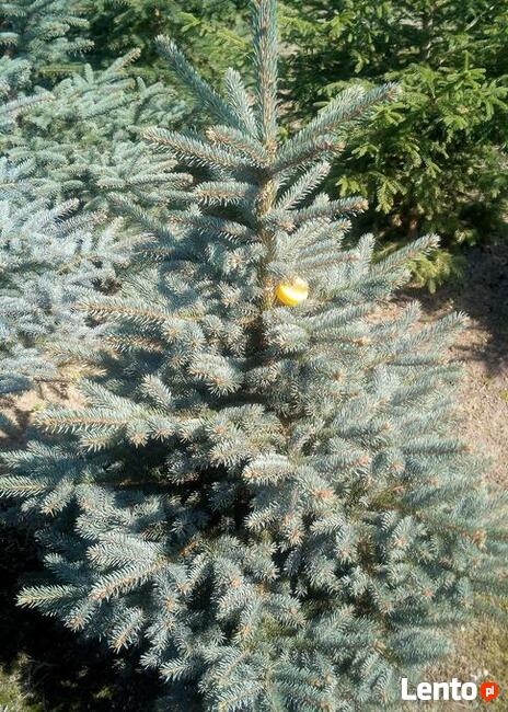 Świerki srebrne i pospolite, choinki