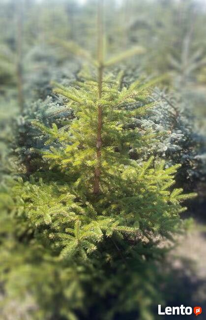 Świerki srebrne i pospolite, choinki