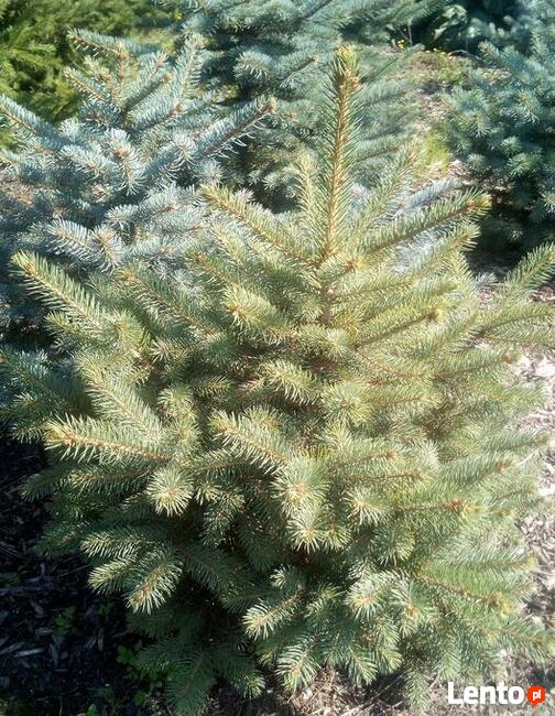 Świerki srebrne i pospolite, choinki