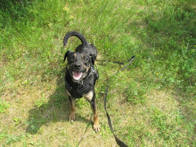 Bzyczek szuka domu !!!