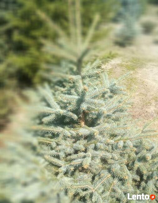 Świerki srebrne i pospolite, choinki