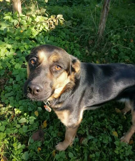 Szukamy domu dla ok rocznej cudownej suni Milki. Marlena MiG