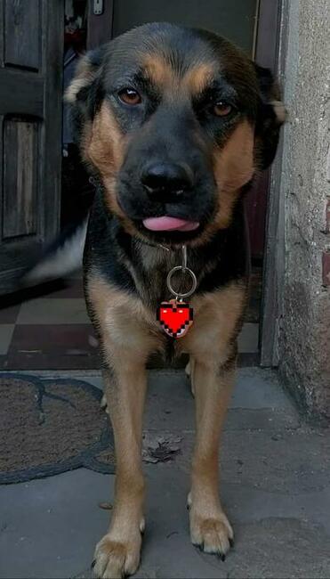 Szukamy domu dla ok rocznej cudownej suni Milki. Marlena MiG