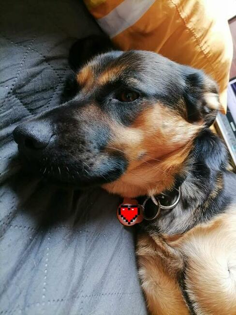 Szukamy domu dla ok rocznej cudownej suni Milki. Marlena MiG