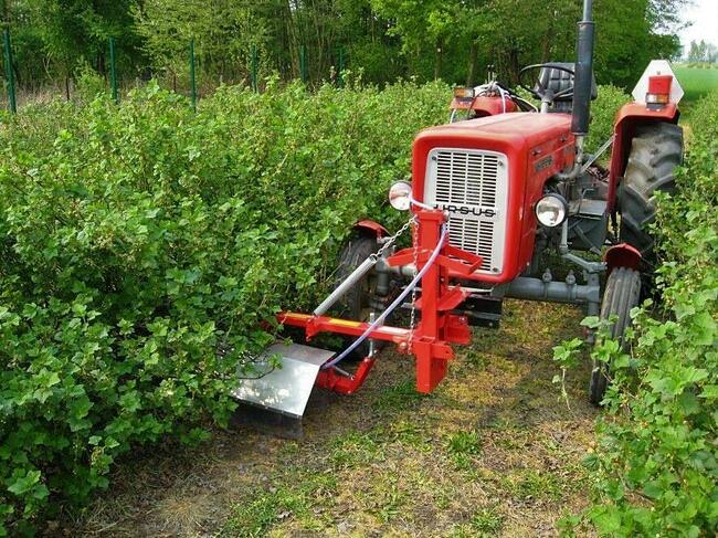 Belka herbicydowa TEKLA JAGODA JPS