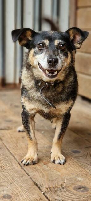 Suzi ok. 4,5 let. malutka sunieczka szuka domu Fundacja ps.