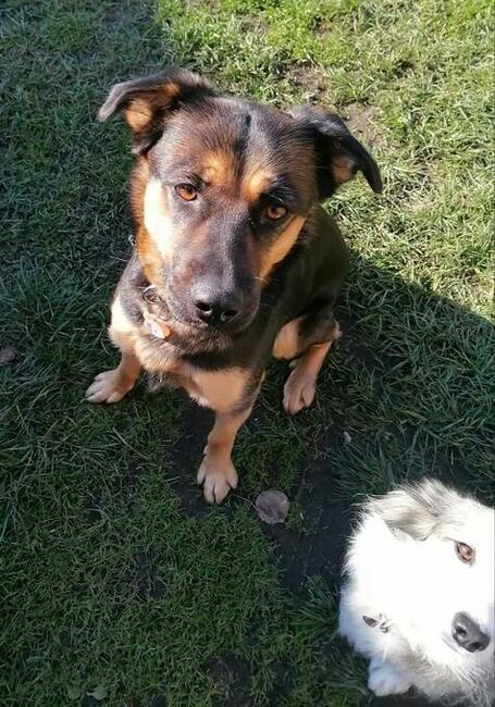 Szukamy domu dla ok rocznej cudownej suni Milki. Marlena MiG